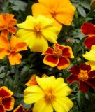 Tagetes patula "Disco Mix" - Studentenblume