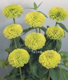 Zinnia elegans "Benarys Riesen Limette" - Zinnie