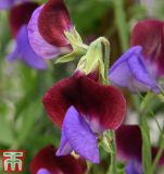 Lathyrus odoratus "Matucana" - Gartenwicke