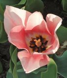 Triumph-Tulpe Apricona