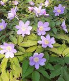 Anemone nemorosa "Royal Blue" - Blaues Busch-Windrschen