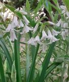 Allium triquetrum - Glckchen-Lauch