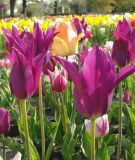Lilienbltige Tulpe Purple Dream
