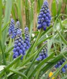 Muscari botryoides - Kleine Traubenhyazinthe