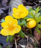 Eranthis hyemalis "Orange Glow"