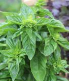Basilikum, Zitronen- / Zitronenbasilikum "Lemon" - Ocimum basilicum
