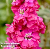 Matthiola incana "American Beauty" - Levkoje