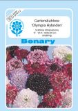 Scabiosa atropurpurea "Olympia Mischung"- Witwenblume