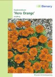 Tagetes patula "Hero Orange" - Studentenblume