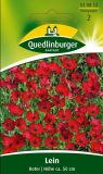 Linum grandiflorum "Roter" - Roter Lein