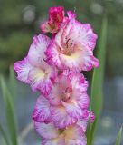 Edel-Gladiole "My Love"