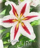 Lilium "Big Smile" - Orientalische Hybride