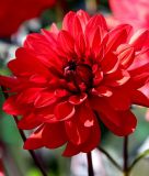 Schmuckdahlie "Red Runner"