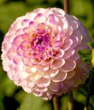 Ball-Dahlie "Genova"