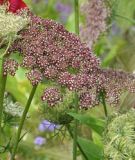 Daucus carota "Dara" - Wilde Mhre