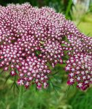 Daucus carota 