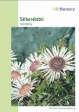 Carlina acaulis "Simplex" - Silberdistel