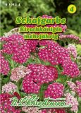 Achillea millefolium "Kirschknigin" - Schafgarbe