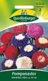 Callistephus chinensis "Pompon-Aster-Mischung" - Sommer-Aster