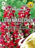 Antirrhinum majus "Night & Day" - Lwenmulchen