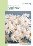 Leucanthemum x superbum "Craizy Daisy" - Margerite