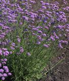 Verbena bonariensis "Vanity" - Patagonisches Mini-Eisenkraut