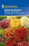 Gaillardia pulchella "Mischung" - Kokardenblume