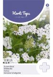 Achillea millefolium - Gemeine Schafgarbe