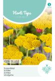 Achillea filipendula "Cloth of Gold" - Schafgarbe