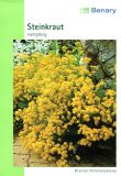 Alyssum saxatile compactum - Stauden-Steinkraut