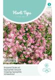 Gypsophila repens "Rosa" -Kriechendes Schleierkraut, Gipskraut