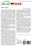 Humulus lupulus - Echter Hopfen