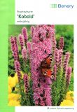 Liatris spicata "Kobold" - Prachtscharte