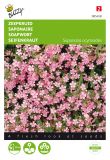 Saponaria ocymoides - Kissen-Seifenkraut
