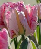 Papagei-Tulpe Elsenburg
