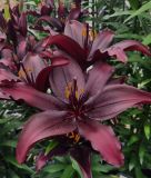 Lilium Asiatische Hybride "Blacklist"