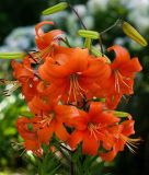 Lilium "Pearl Justien"