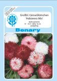 Bellis perennis "Habanera Mix" - Tausendschönchen, Gänseblümchen