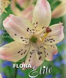 Lilium "Corsage" - Tigerlilie