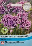 Verbena bonariensis "Vanity" - Niedriges Argentinisches Eisenkraut