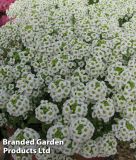 Lobularia maritima "Giga White" - Steinkraut
