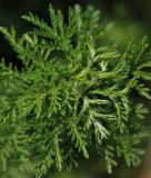 Chinesischer / Einjähriger Beifuß - Artemisia annuua