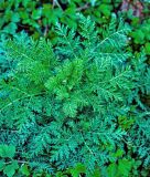 Chinesischer / Einjähriger Beifuß - Artemisia annuua