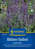 Salvia nemorosa (x superba) "Blauknigin" - Staudensalbei
