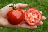 Salat-Tomate 