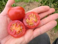 Cocktailtomate 