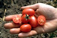 Cocktailtomate 