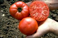 Fleischtomate 