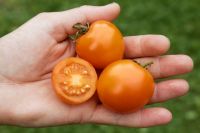 Busch-Cocktail-Tomate 