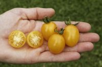 Cocktailtomate 